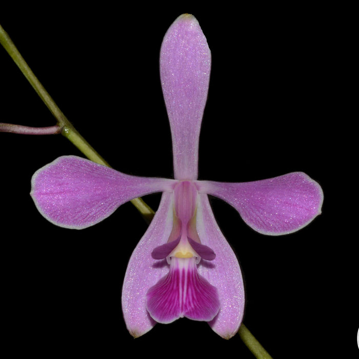 Encyclia ghillanyi