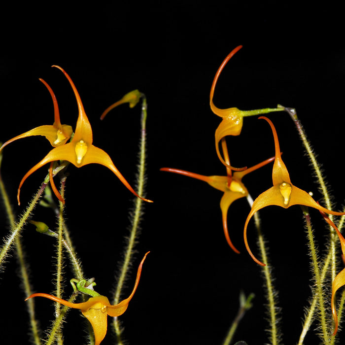 Porroglossum muscosum yellow