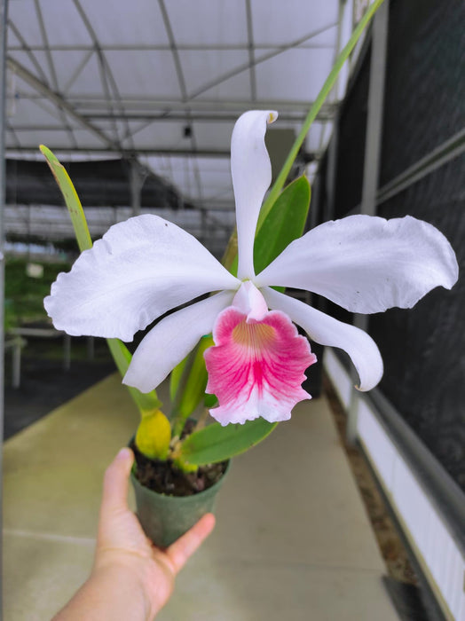 Laelia purpurata var carnea