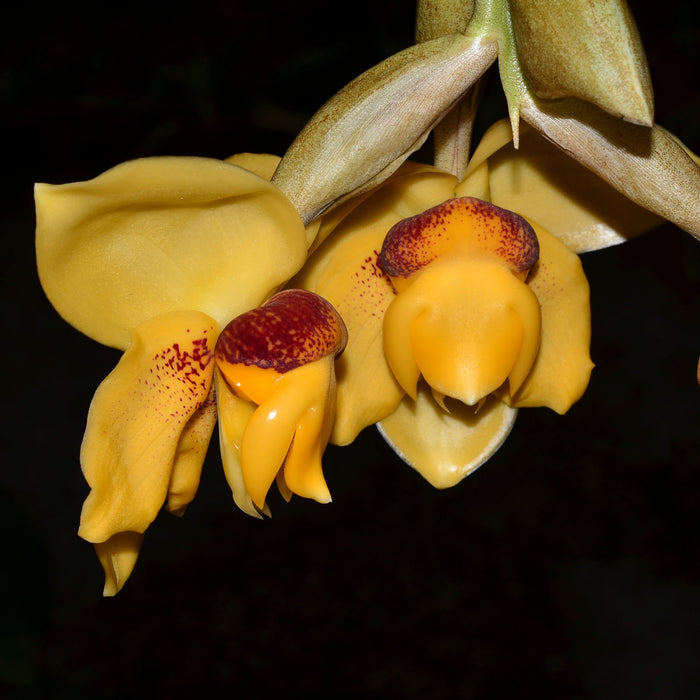 Stanhopea connata