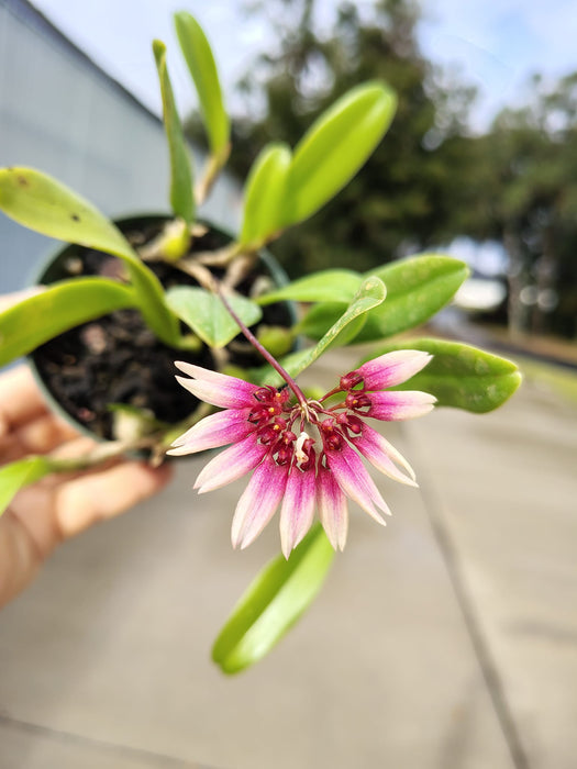 Bulbophyllum lepidum