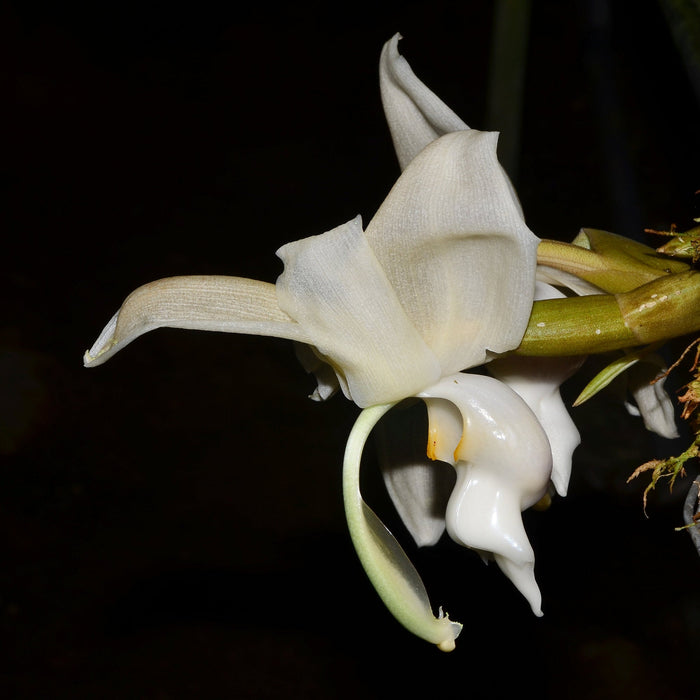 Stanhopea reichenbachiana