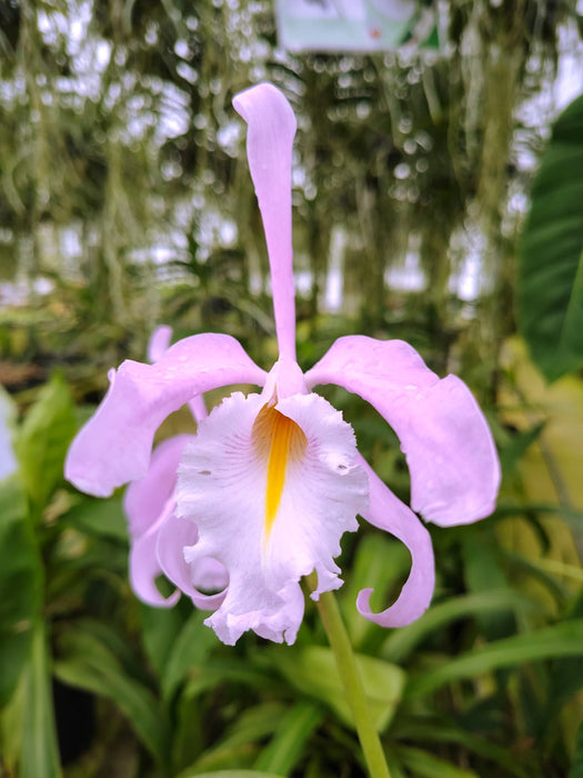 Cattleya maxima 'Yellow lip' x '2326'