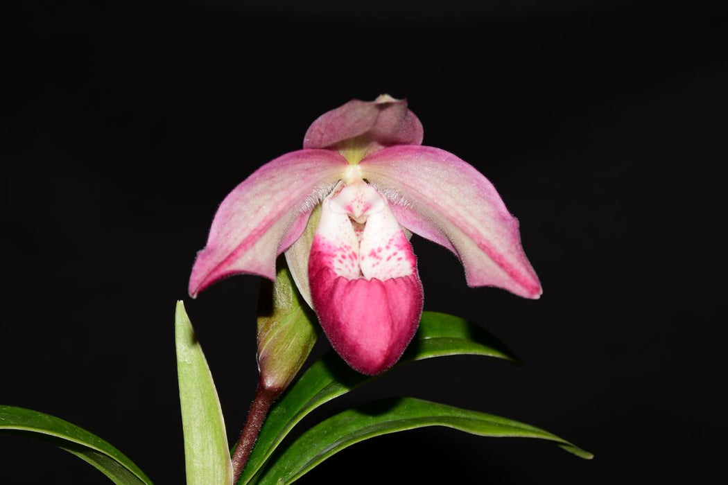 Phragmipedium Martina