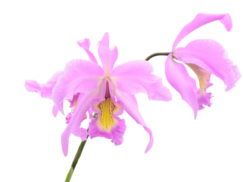Laeliocattleya Denisii