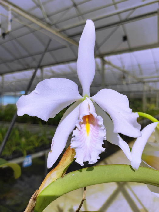 Cattleya maxima 'Munequita' x 'Roy' alba