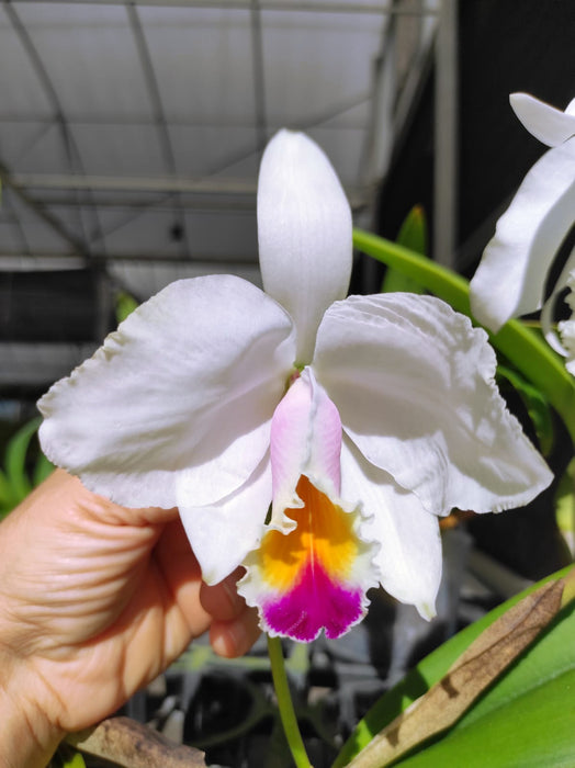 Cattleya quadricolor #3 x #2
