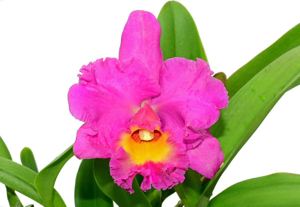 Rhyncholaeliocattleya Bomberos Cuenca