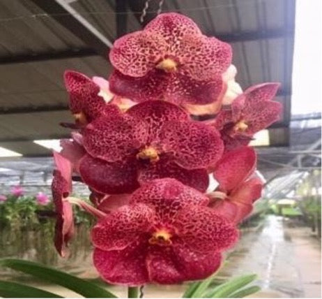 Vanda Bitz's x (V. Panermpai x V. Pirot) wis 109