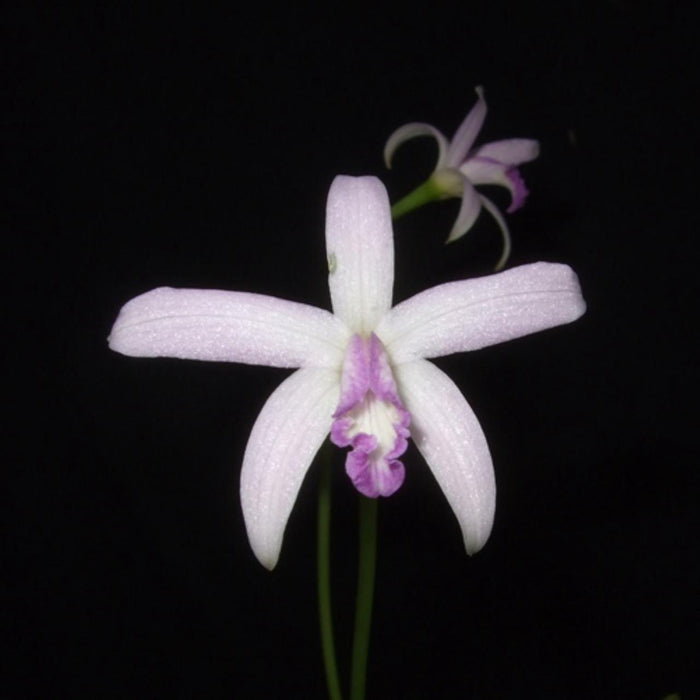 Cattleya caulescens f. coerulea