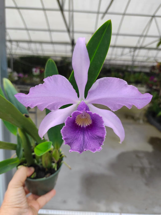 Laeliocattleya Canhamiana coerulea 'Azure Sky'