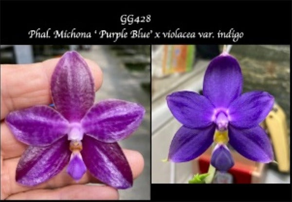 Phalaenopsis Michona 'Purple Blue' x violacea indigo