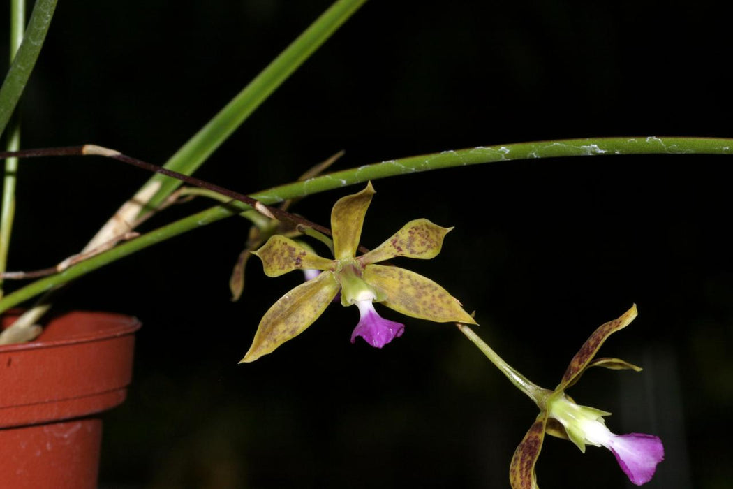 Encyclia bracteata