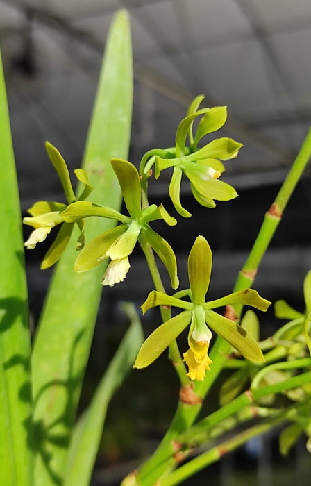 Encyclia thienii