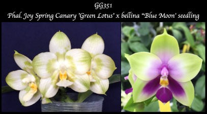 Phalaenopsis Joy Spring Canary 'Green Lotus' x bellina 'Blue Moon'