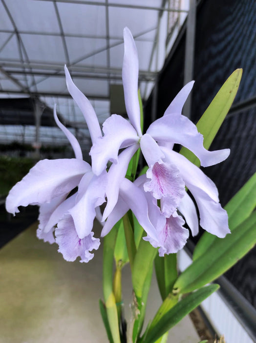 Cattleya Amazone f. coerulea