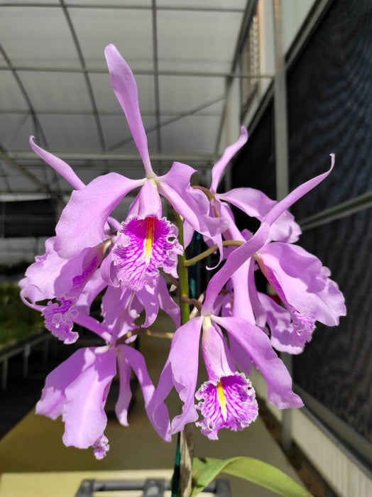 Cattleya maxima tall