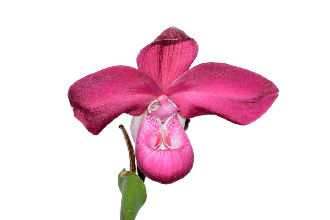 Phragmipedium Munekazu Ejiri