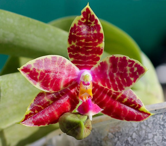 Phalaenopsis Joy Fortune Coin seedling x lueddemanniana seedling