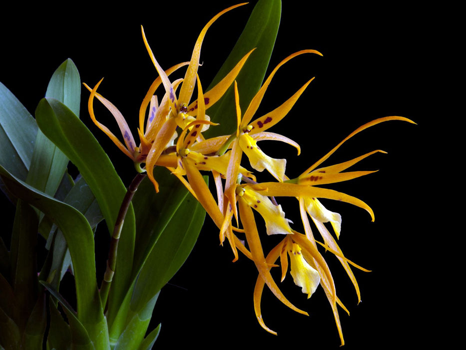 Brassia Chuck Hanson