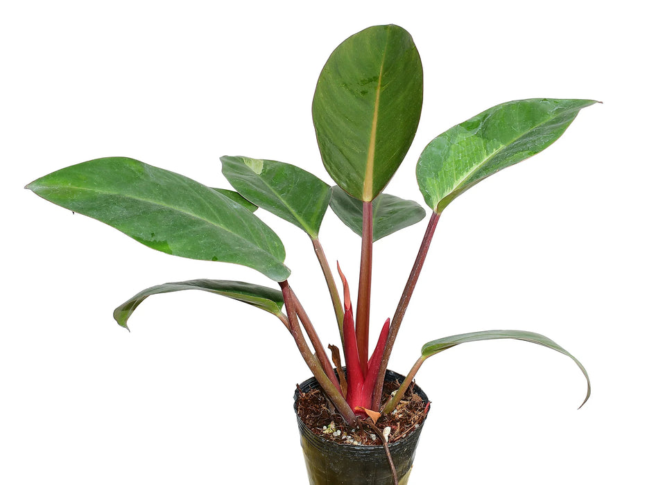 philodendron bipinnatifidum kaufen Philodendron bipinnatifidum birkin pink