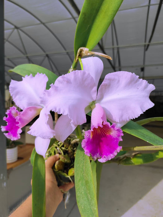 Cattleya Chusy Recinos