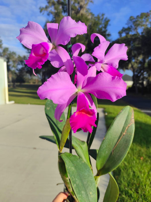 Cattleya Euphrasia