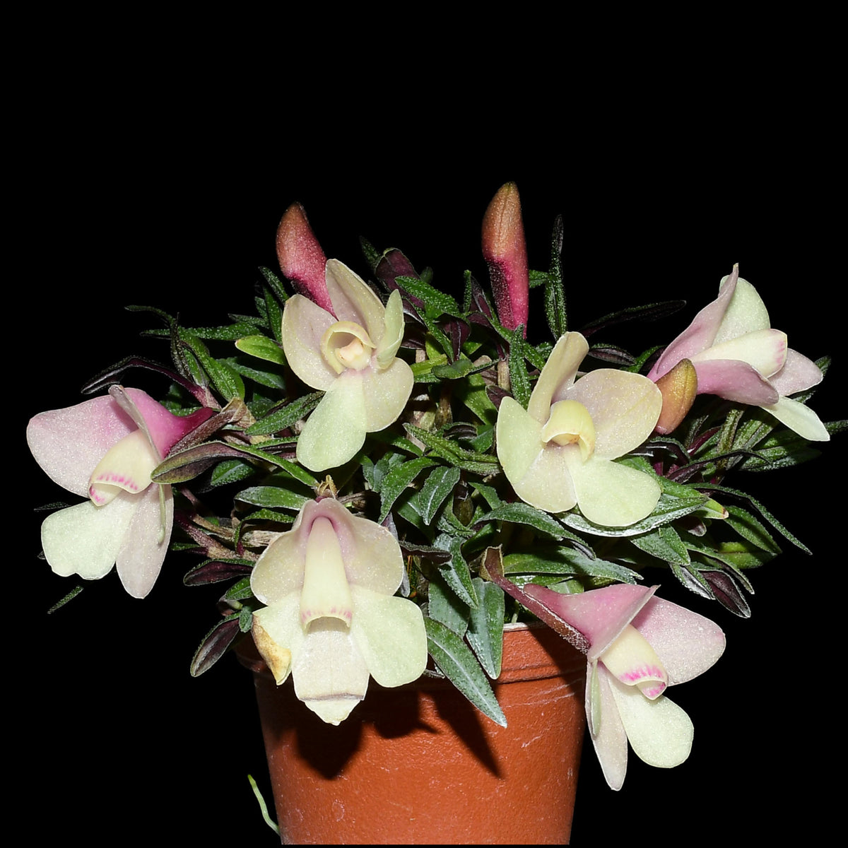 Dendrobium cuthbertsonii f. pink x f. white Japan — Ecuagenera USA Corp
