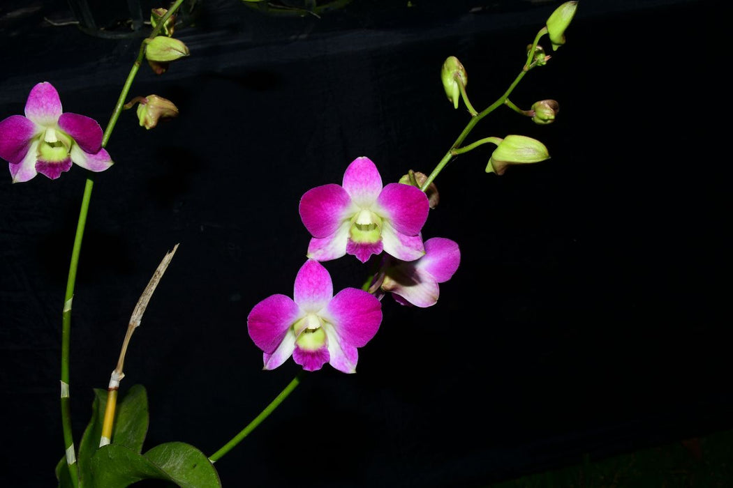 Dendrobium Solidaria