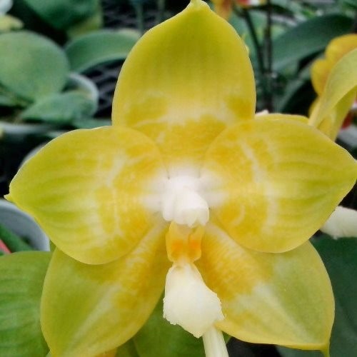 Phalaenopsis Joy Spring Canary 'Joy'