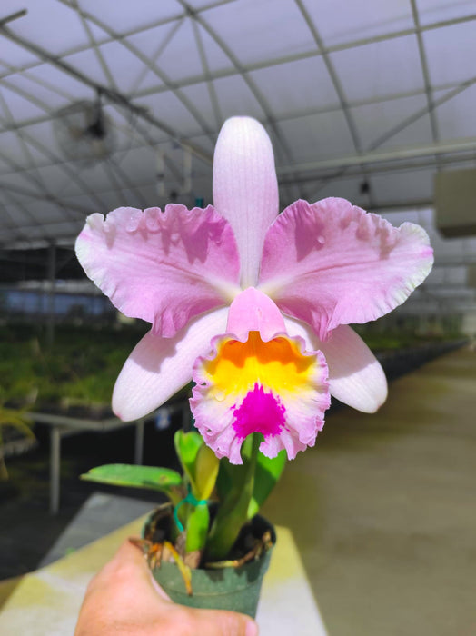 Brassolaeliocattleya Brydol Big x Cattleya Thalia