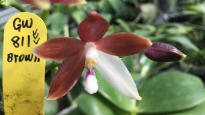 Phalaenopsis tetraspis 'Dark brown with White'' stem prop