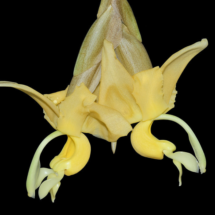 Stanhopea maduroi