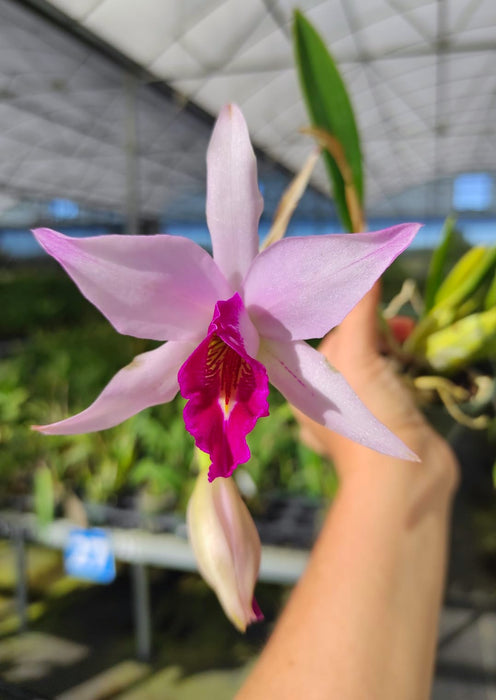 Laelia anceps