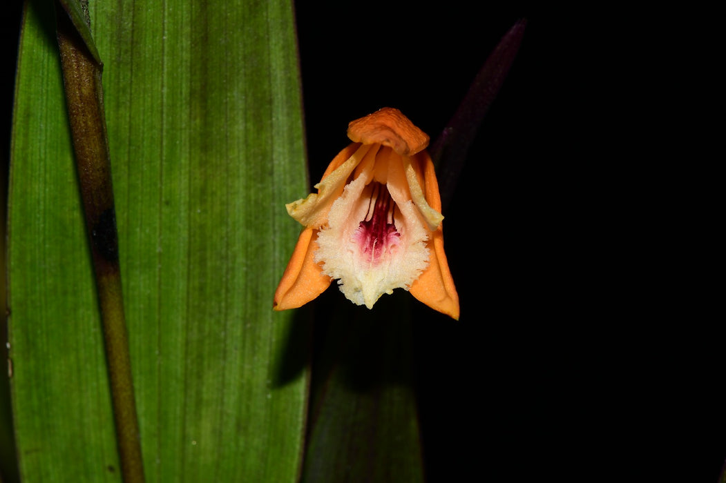 Sobralia persimilis