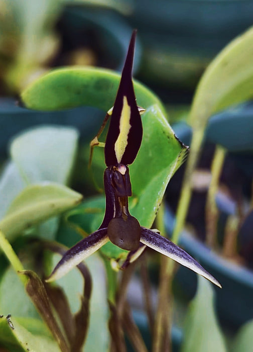 Stelis mystax