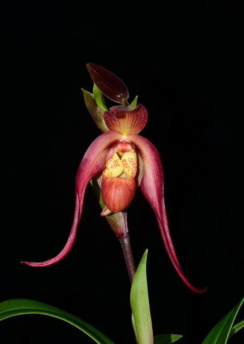 Phragmipedium Harry Nagata