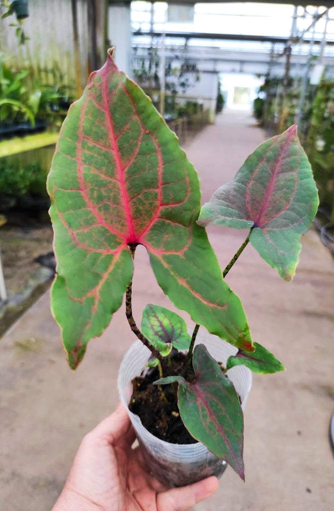 Plant deals Alocasia Cyrtosperma Johnstonii Black Jack