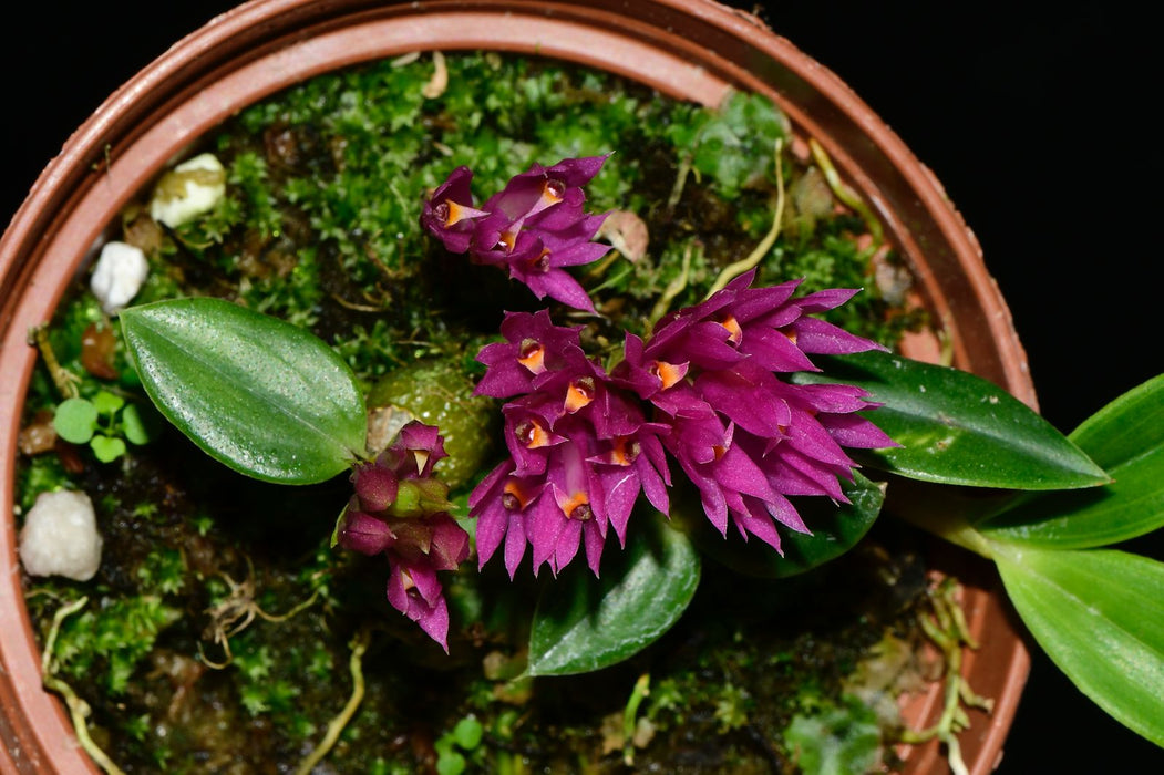 Dendrobium parvulum white x petiolatum