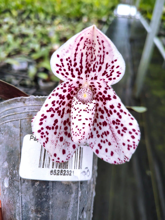 Paphiopedilum bellatulum