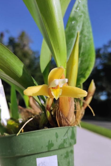 Maxillaria parkeri