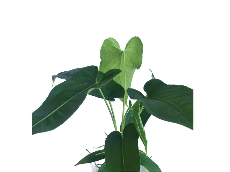 Anthurium Short Mariposa