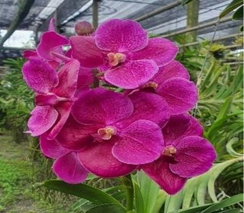 Vanda Purewax Pink