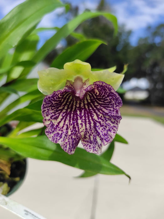 Warczewiczella timbiensis