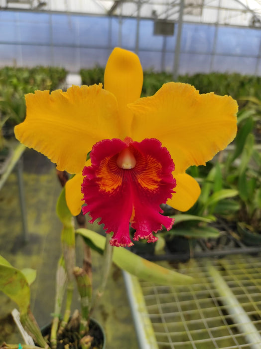 Rhyncholaeliocattleya Eugene Banziger