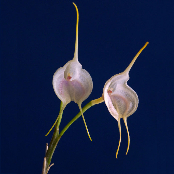 Masdevallia infracta alba
