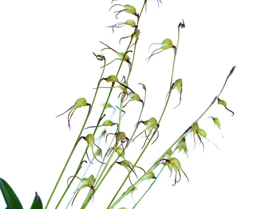 Masdevallia tentaculata