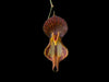 Lepanthes martineae