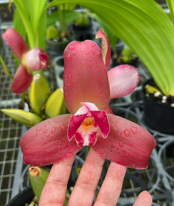 Lycaste Gladys Eljuri