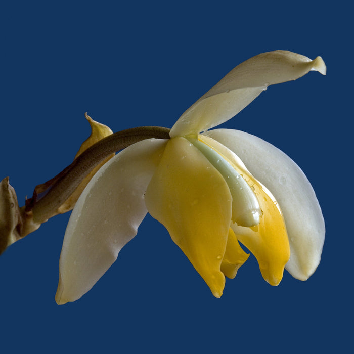 Stanhopea tricornis